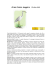 Airone bianco maggiore (Ardea alba)
