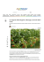 La situazione delle fragole in romagna secondo Salvi Vivai