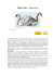 Cigno reale (Cygnus olor)