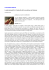 pdf articolo in pdf