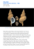 Ranella olearium