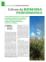 Colture da BIOMASSA: PERFORMANCE