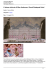 ottava sinfonia di Wes Anderson: Grand Budapest Hotel