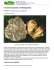 Il tartufo bianchetto nel Metapontino