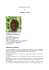 CURRICULUM VITAE Dott.ssa Michela Tonini