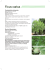 Ficus carica