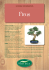 Ficus - Viridea