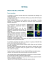 Scarica il testo in formato PDF