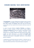 ZHINENG QIGONG, TAIJI E MEDITAZIONE