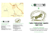 Centro Rieducazione Equestre Angel Horse - CREAH