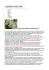 L`ESPRESSO FOOD E WINE I geni che danno aroma all`uva