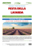 Festa della Lavanda a Valensole