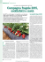 Campagna fragole 2015, soddisfatti a metà