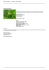 Altre piante : Cestrum nocturnum