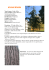 ginkgo biloba - I Nostri Amici Alberi