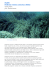piante posidonia oceanica (Linnaeus) (Delile) regno