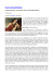 pdf articolo in pdf