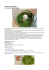 pesto di spinaci