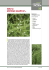 016 Alisma plantago
