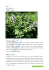 Salvia
