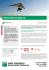parvest equity usa small cap - BNP Paribas Investment Partners