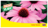 Catalog Hobby Garden pdf