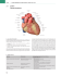 3.3 Cuore: forma e struttura