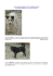 E` possibile vedere le foto di tutti i nostri cani