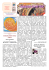Campana 2 Novembre 2014 - Parrocchia di SM Bertilla – Spinea