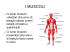 i muscoli presentazione