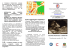 (brochure): translucenza nucale e BI