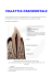 Parodontologia - Studio Dentistico Panella