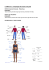 4.- MED 43 IJ : Il linguaggio del corpo e dei gesti VIDEO: Ginnastica