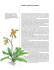 A Fiore e Erbe