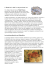 Il Bestiario dell` arte preistorica