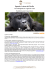 Uganda: la terra dei Gorilla