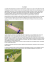 Il cricket - Comune di Ferrara