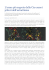 Pollock - IIS Niccolò Machiavelli