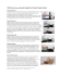 TRICALS Quick reference Isometric Strength Test Protocol