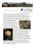 il museo della rosa nascente