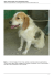 Spino, meticcio beagle, cerca urgentemente casa!!