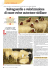 Salvaguardia e valorizzazione di razze ovine autoctone