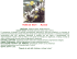 FIORI DI BACH : Mustard