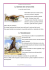 il mondo dei dinosauri