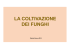 LA COLTIVAZIONE DEI FUNGHI
