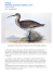 uccelli Numenius tenuirostris (Vieillot, 1817) regno animale fam