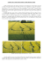 versione in PDF - click qui