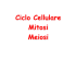 Ciclo Cellulare Mitosi Meiosi