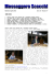 INDICE - Messaggero Scacchi