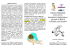 brochure corso - Dictatum Discere